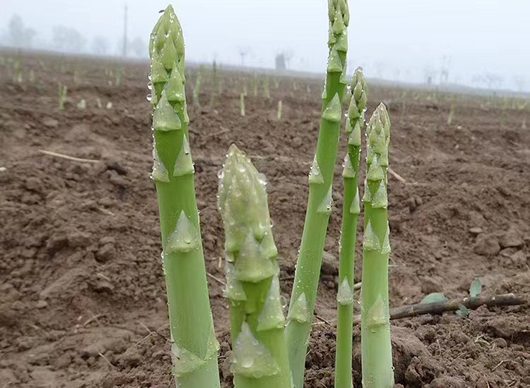 雜交一代康愛草1號(hào)蘆筍根苗廠家批發(fā)